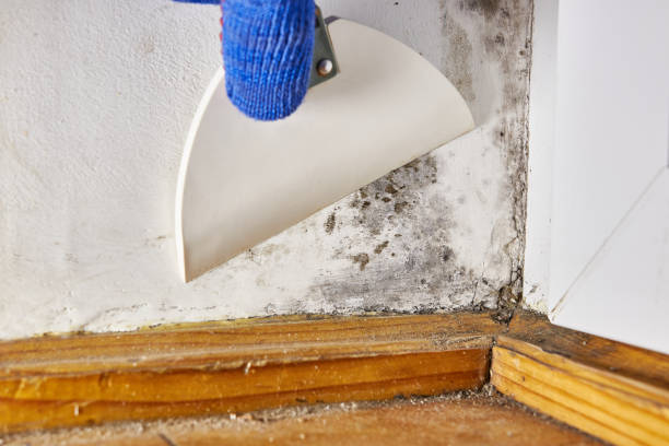 Best Residential Mold Inspection & Testing  in Monticello, WI