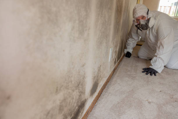 Best Mold-Related Health Consultation  in Monticello, WI