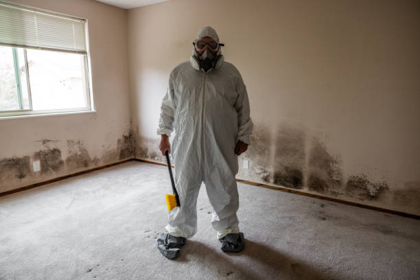 Best Basement Mold Removal  in Monticello, WI